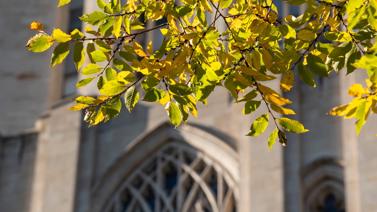 4K Desktop Wallpaper of the Cathedral of Learning with leaves