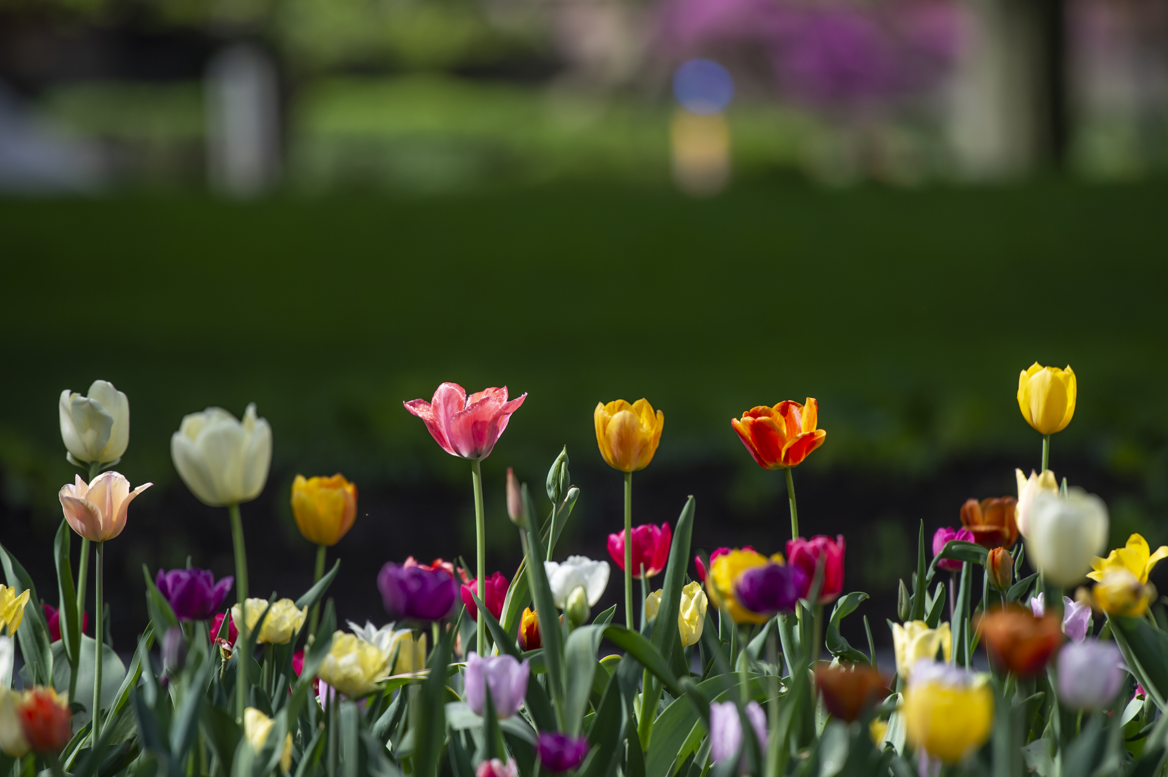 Tulips University of Pittsburgh