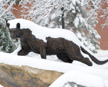 Snowy Panther