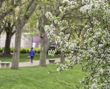 flowers and lawn