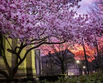 flowers and buildings