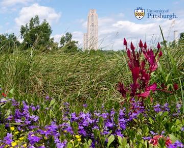 field with flowers