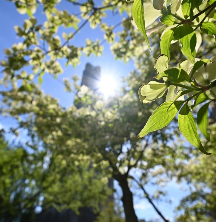 Cathedral of Learning seen through treetops